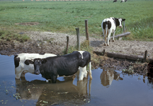 21945 Afbeelding van koeien in en bij een sloot in de Bethunepolder te Tienhoven.